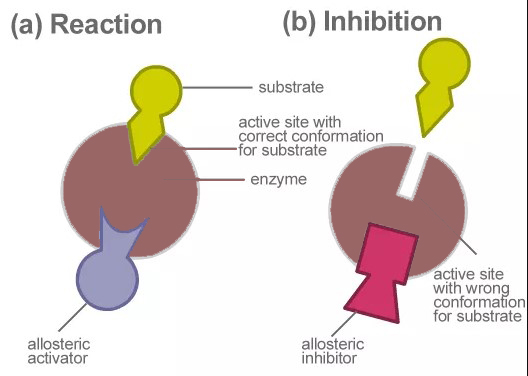 Allosteric Inhibition