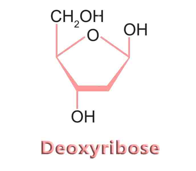 Deoxyribose