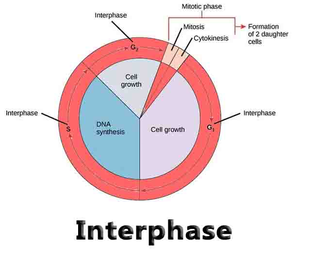 Interphase