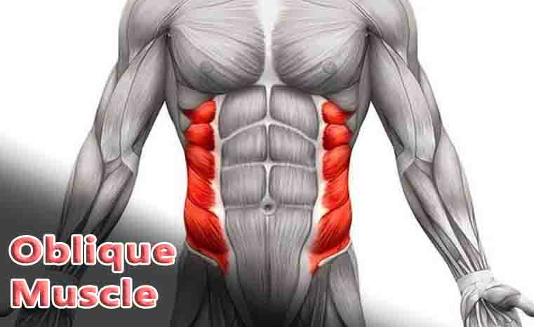 Oblique Muscle